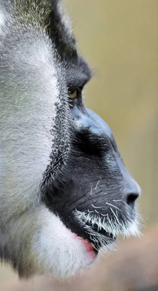 Portret małpy wiertła — Zdjęcie stockowe
