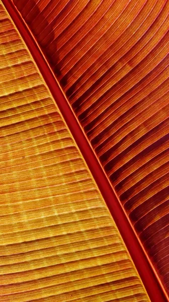 Барвисті Banana leaf Стокове Зображення