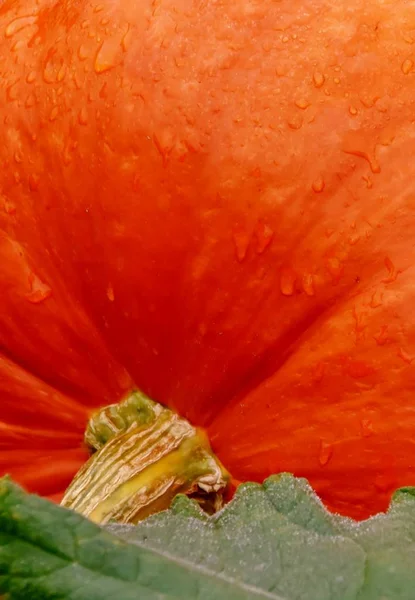 Zářivě oranžové dýně — Stock fotografie