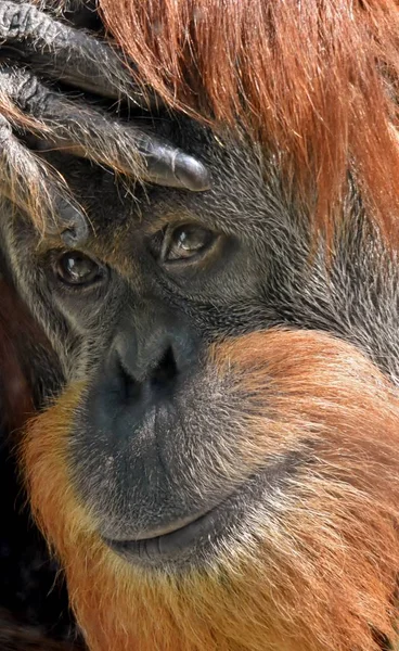 Twarz Orangutan — Zdjęcie stockowe