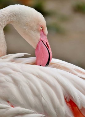 Bir flamingo portresi