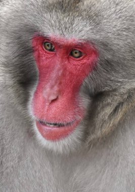 Japanese macaque Portait