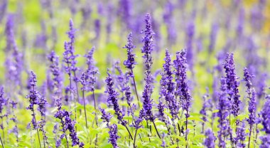 Lavanta ışığında