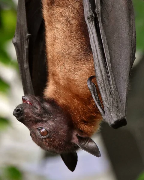 Hanging Fruit Bat — Stockfoto