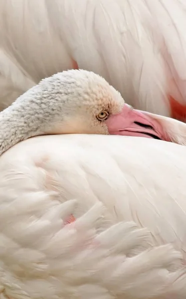 Retrato de um flamingo — Fotografia de Stock