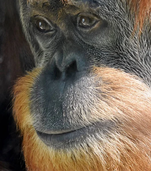 Twarz Orangutan — Zdjęcie stockowe