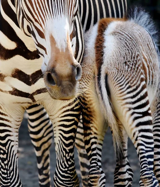 Zebra mãe e bezerro — Fotografia de Stock