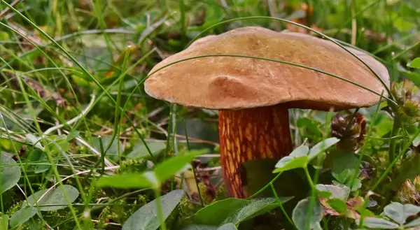 Setas en otoño luz —  Fotos de Stock