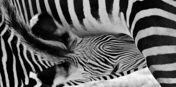 Zebra mor och kalv — Stockfoto