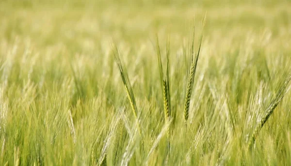 Weizenfeld im Sonnenlicht — Stockfoto