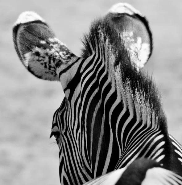 Zebra fekete-fehérben — Stock Fotó