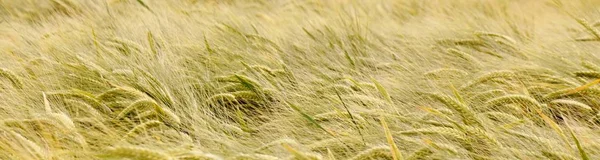 Weizenfeld im Sonnenlicht — Stockfoto