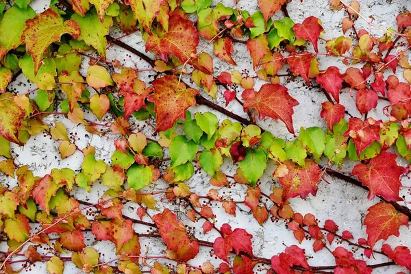 Autumn colored Ivy — Stock Photo, Image