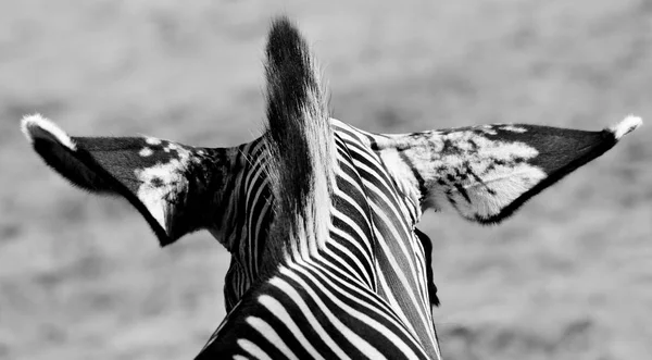 Zebra in zwart en wit — Stockfoto