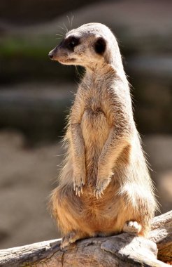 meerkat nöbet
