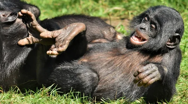 Młody Bonobo w play — Zdjęcie stockowe