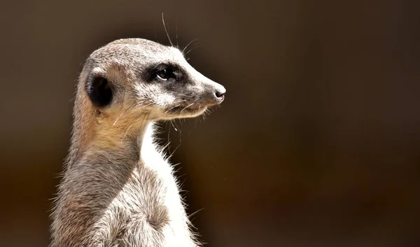 Meerkat stały straży — Zdjęcie stockowe