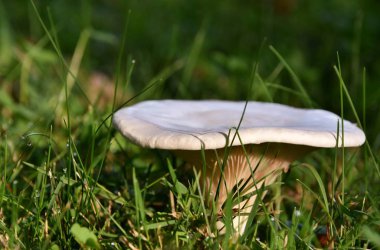 mantar sonbahar ışık