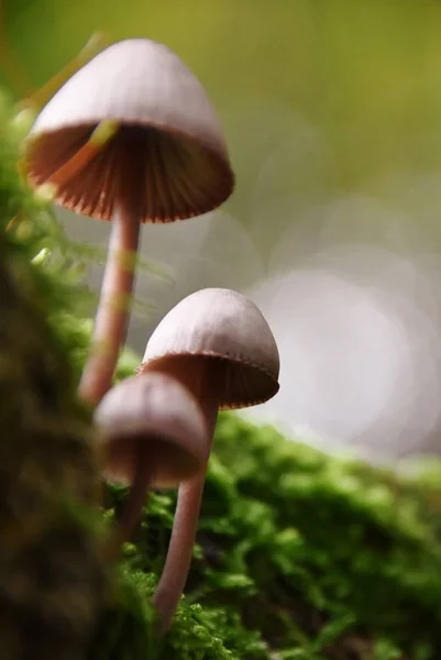 mushrooms in Autumn light