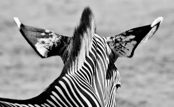 Siyah beyaz zebra. — Stok fotoğraf