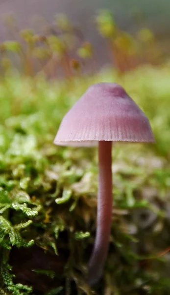 Cogumelos em luz de outono — Fotografia de Stock