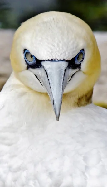 Portret Gannet — Zdjęcie stockowe