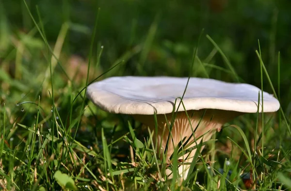 mantar sonbahar ışık