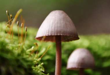 mantar sonbahar ışık