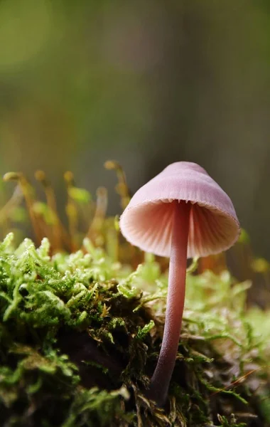Cogumelos em luz de outono — Fotografia de Stock