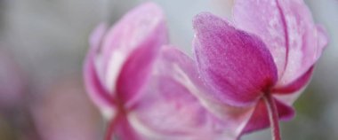 güzel Japon Anemone