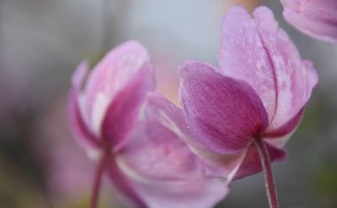 güzel Japon Anemone