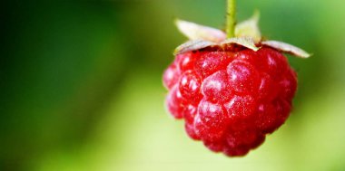 güzel kırmızı ahududu