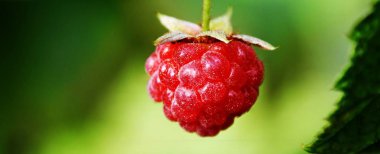 güzel kırmızı ahududu