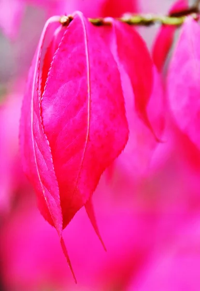 Pink leaves in sunlight — Stock Photo, Image
