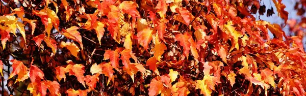 Foglie in bellissimi colori autunnali — Foto Stock