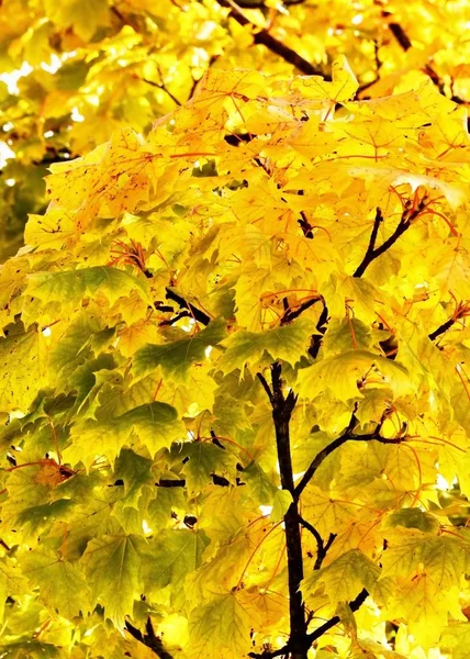 Yellow Fall leaves — Stock Photo, Image