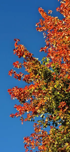 Herbstfarbene Blätter — Stockfoto
