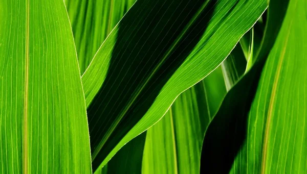 Kukorica levelei — Stock Fotó