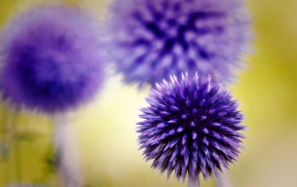 Mavi Thistle — Stok fotoğraf