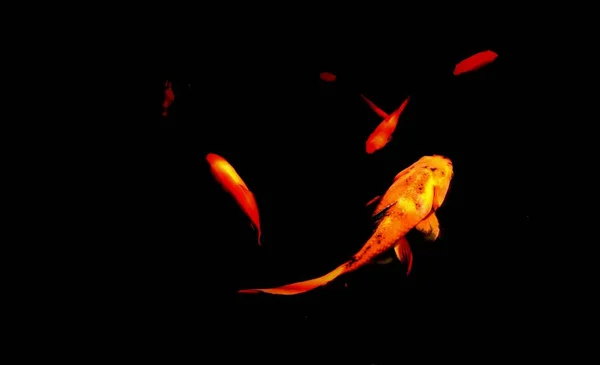Goldfische im Teich — Stockfoto