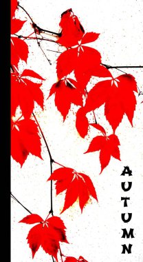 Kırmızı sonbahar yaprakları