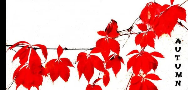 Feuilles d'automne rouge — Photo