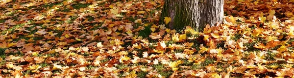 Herbstliche Ahornblätter — Stockfoto