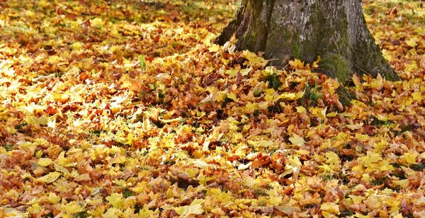 Herbstliche Ahornblätter — Stockfoto