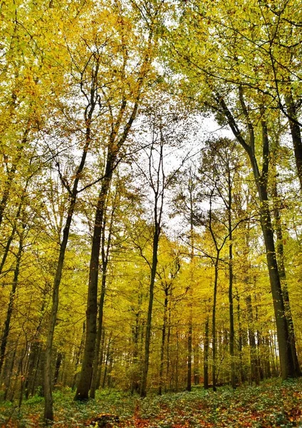 Árboles de haya de color otoño — Foto de Stock