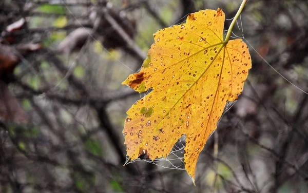 Herbstfarbenes Blatt — Stockfoto