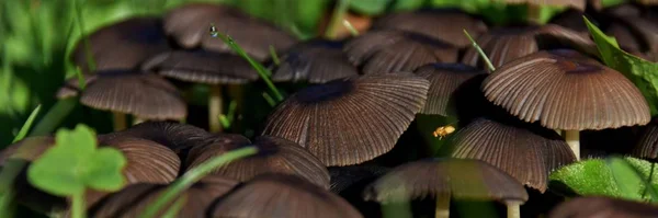 Cogumelos em luz de outono — Fotografia de Stock