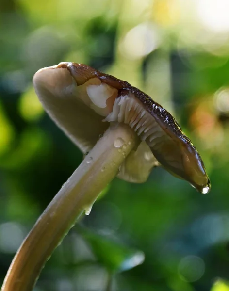 Cogumelo na luz de outono — Fotografia de Stock