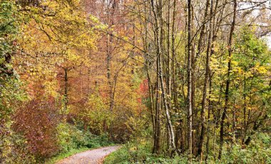 Sonbahar renkli kayın ağaçlarının