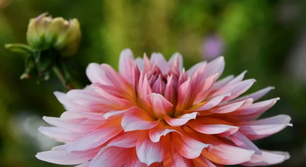 Krásný květ Dahlia — Stock fotografie
